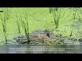 #엄마,  물이 무서워요...  #왕송호수 물닭 병아리  생애 처음으로 물속 체험하기...