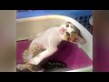 Funniest Dogs and Cats 😘😻 Funniest Catss 2024 😘