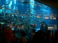 Dubai Mall - World's greatest aquarium