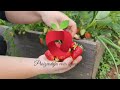 An easy way to propagate strawberries so that you can harvest plenty of fruit the first year