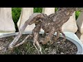 How to Cut Japanese Black Pine Bonsai Needles