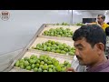 How American Farmers Harvest Millions of Mangoes Using Agricultural Technology.#3