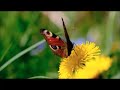 Cute Butterfly|Bright Mood Music #butterfly #brightmusic #cutebutterfly #relaxing #relaxingvideos