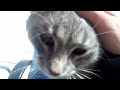 Tiger the grey Tabby talking, purring and chirping at me