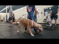 Balin demos the place exercise to basic obedience class students.