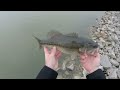 BFS Crankbait & Ned Rig Fishing Is A BLAST! (Berkley Squarebull Catches Cold Winter Bass)