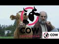 HAPPY COWS GRAZING IN THE FIELD - COW SOUNDS - Cow Video