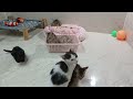 Funniest Cats And Dogs Videos😍- Best Funny Animal Videos 2024😸