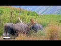 Big Bull Moose Practice Fighting, it's Called Sparring #moose