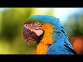 Most Beautiful Birds in the Jungle | Breathtaking Nature & Relaxing Sounds | Calm & Stress Relief