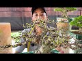 Cây bonsai 2/7 Quan Lê #0976129153 chào bán Linh Sam, Nguyệt Quế, Mai Chiếu Thủy, Tùng Ổi Me Trang