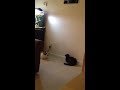 Cats playing with laser