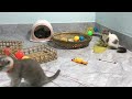 The FUNNIEST Dogs and Cats Shorts Ever😻🐈You Laugh You Lose🤣Part 15