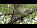 A flock of Cooper’s hawks have invaded my neighborhood in Lindenwoods, Winnipeg.