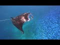 Maldives Conrad Adventure Snorkel - Manta Rays (Rough Edit)
