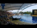 Full Spectacular Orca Ocean Show At Loro Parque 4K | Tenerife