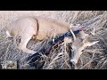 Alberta Whitetail Buck? OR am I left eating Tag Soup?  -- ManTime TV Hunts 2021 --