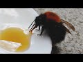 Dying Tree bumblebee saved