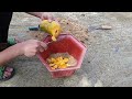 SPECIAL TECHNIQUE for propagating guava using banana stems