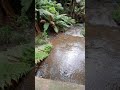 'My little sanctuary'     Mt Dandenong Victoria, Australia.