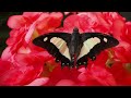 Butterfly species with relaxing music