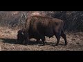 Quick solo outing to the Wichita Mountains in southern Oklahoma - SONY FX3