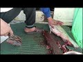 How to Cut Tuna Fish Correctly @blacklabel810