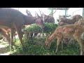 Rusa makan rumput dengan lahap #rusa #deer #rusamakanrumput