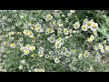 “Colorful wildflowers and piano healing video depicting the nature of June” (4K)