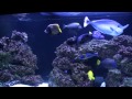 Ryan Duncan's Fascinating Aquariums