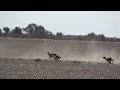 galgos y liebres