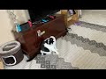 My cat is so stupid thanks for 540 views !