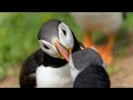 Skomer Island Puffins June 8th 2024