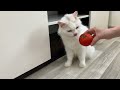 Do cats like tomatoes Trending Funny Animals 😅