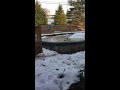 2 crazy cats playing on ice in pool