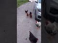 Shadow Chickies Part 2