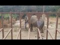Zoológico de São Paulo #elefante