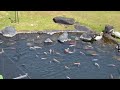 Koi Pond in Hyatt Regency Resort & Spa, Maui Hawaii