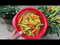 Growing peppers in plastic bottles is easy and requires no watering