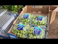 How US Farmers Harvested 5.9 Million Tons Of Grapes - US Farming