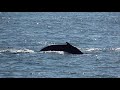 🐳 Whale watching 🐳 Boston Massachusetts