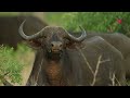 Adventures in Africa: Amazing Animals