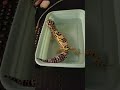Leopard Gecko Jacuzzi