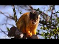 Amazon Rainforest 4k - The World’s Largest Tropical | Relaxation Film with Calming Music