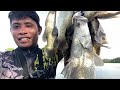 Sambaran keras mancing ikan kakap putih di depan mata! Mancing kakap putih umpan udang hidup
