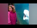 Beluga Whale is AMAZED by Tricks!  | Funny Aquarium Videos