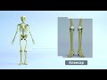 The Skeletal System - Bones for Kids (Updated Version)