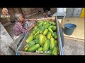 THIRD HARVEST, SHORT PAPAYA BEARS Dense FRUIT ‼️CALIFORNIA PAPAYA IS ALMOST ONE QINTAL