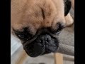 Kiwi the pug episode #1