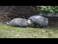 Possum Love - Mississauga ON Canada